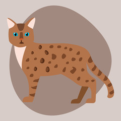 Cat breed bengal leopard cute pet brown fluffy leopard adorable cartoon animal and pretty fun play feline sitting mammal domestic kitty vector illustration.