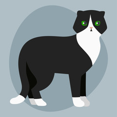 Cat breed british shorthair cute pet portrait fluffy adorable cartoon animal and pretty fun play feline white black mammal domestic kitty vector illustration.