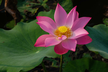 Background is the lotus leaf and lotus flower and lotus bud and lotus flower