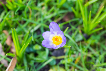 Purple crocuses flowers