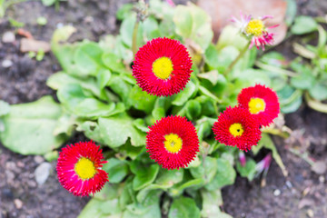 Red flowers