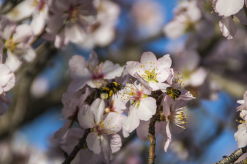 Bees flying around an almond flower