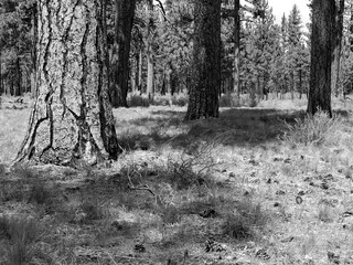 Ponderosa Pines in spring forest
