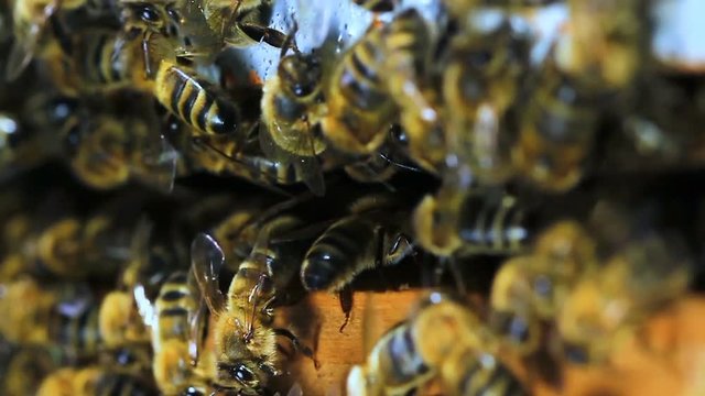 abeilles ruche  slow motion 