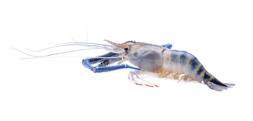 Raw shrimps isolated on white background