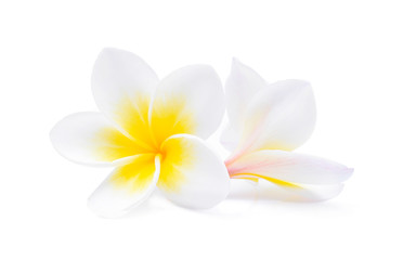 Tropische bloemen frangipani (plumeria) geïsoleerd op witte achtergrond