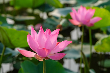 Obraz premium Background is the lotus leaf and lotus flower and lotus bud and lotus flower