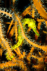 Tigertail Seahorse