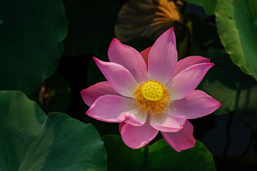 Lotus flower in the pond in the morning