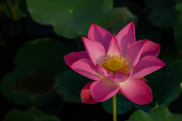Pink lotus flower in the pond in the morning