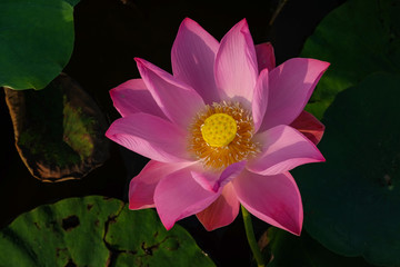 lotus flower in the pond in the morning