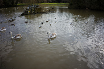 Birds over a lake in a park