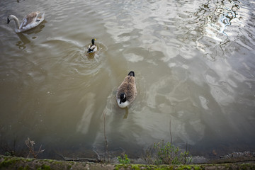 Birds over a lake in a park