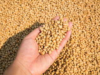 Soybean seed harvest in hand