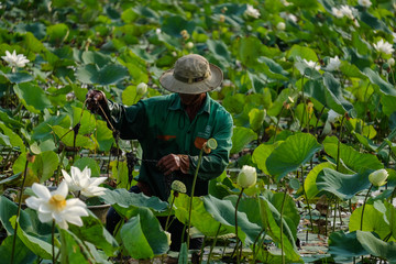 HO CHI MINH, VIET NAM - OCTOBER 12, 2016. Unidentified man harvesting lotus flower