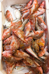 Sea fish on market stalls