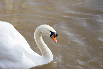 Swans on a lake