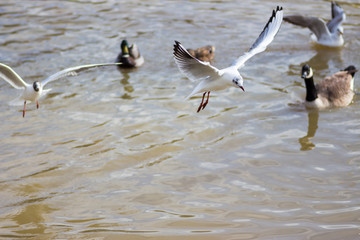 Birds over a lake in a park