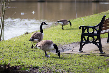 Fototapeta premium Geese