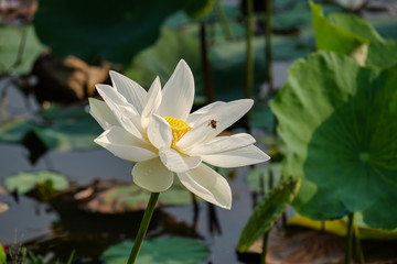 Pink lotus flower with bugs in the pond