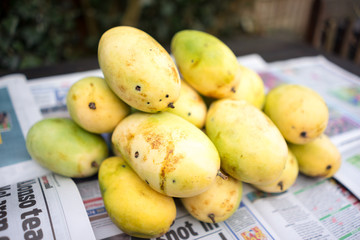       +Philippines yellow mango