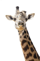 Obraz premium This unique giraffe is missing one of its horns.