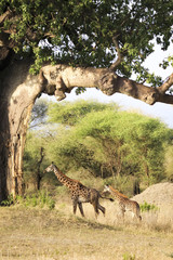 A giraffe and her baby walk under a baobab tree in Tanzania.