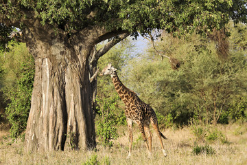 A single giraffe walks under a majestic baobab tree in Tanzania.
