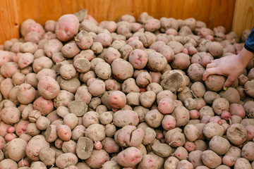 Hand reaching into a wooden box of potatoes.