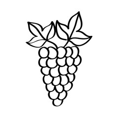 grapes fresh fruit drawing icon vector illustration design