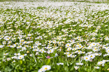 Meadow with blooming daisies in springtime.