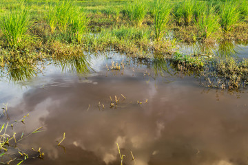 Nature fresh in the countryside