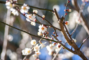 白梅, 梅の花
Japanese Apricot Ume Trees, Blossoms
