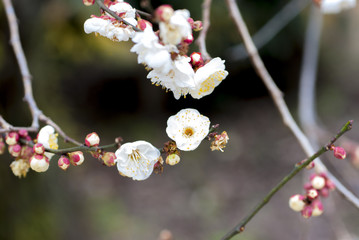 白梅, 梅の花
Japanese Apricot Ume Trees, Blossoms

