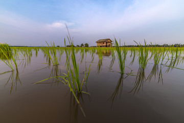 Abandoned house in the middle of a paddy field