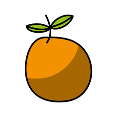 orange fresh fruit drawing icon vector illustration design