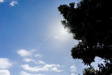 Lens flare through tree silhouette against blue sky