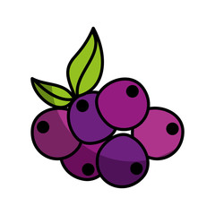 grapes fresh fruit drawing icon vector illustration design