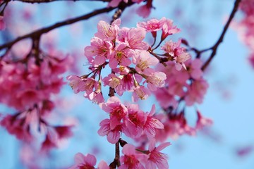 Beautiful pink flower on the tree and blue sky background