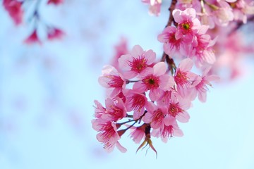 Beautiful pink flower on the tree and blue sky background