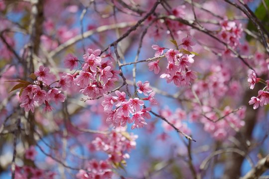 Beautiful pink flower on the tree and blue sky background