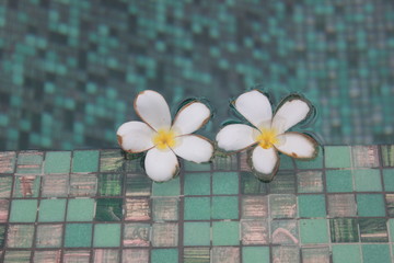 Fototapeta na wymiar floating plumeria flowers