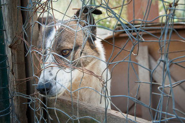Inside a dog refuge
