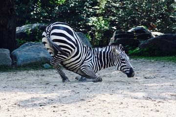 Fototapeta na wymiar Dance of the Zebra
