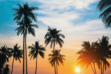 Obraz na płótnie Canvas Palm trees silhouettes during sunset.