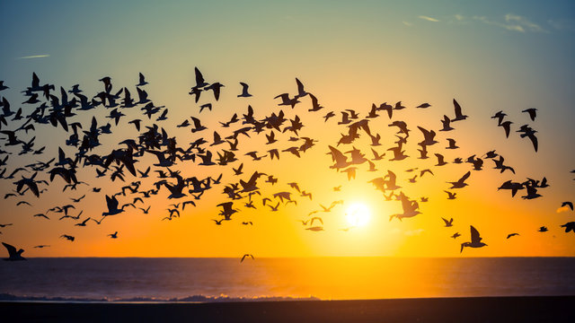Silhouettes flock of seagulls over the Ocean.
