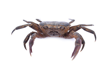 fresh ricefield crab on white background