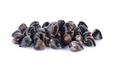 fresh Corbicula shell on white background