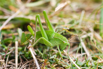 Grasshopper on a green leaf. macro