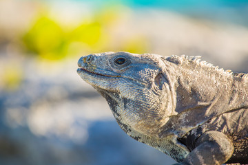 Iguana in wildlife. Cancun, Mexico
